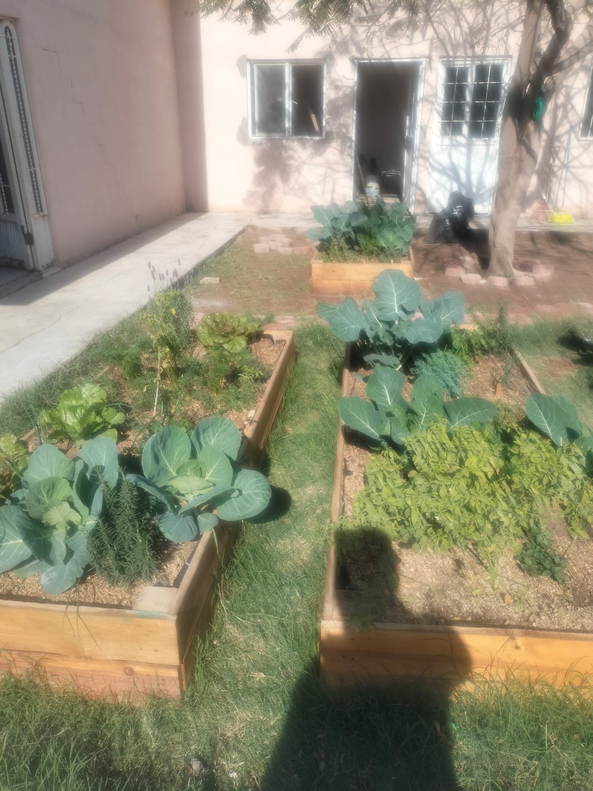 Camas de cultivo con lechugas, brócoli y hierbas